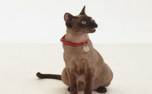 快乐的猫咪情缘,快乐时光里的温馨邂逅